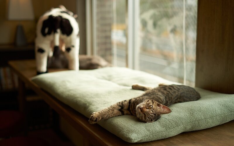 cat resting on a cushion