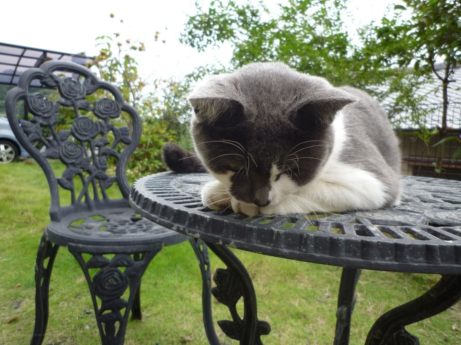 Cat resting on a garden table