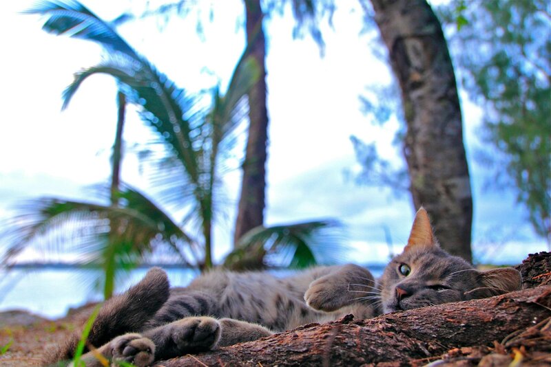 cat resting on a log