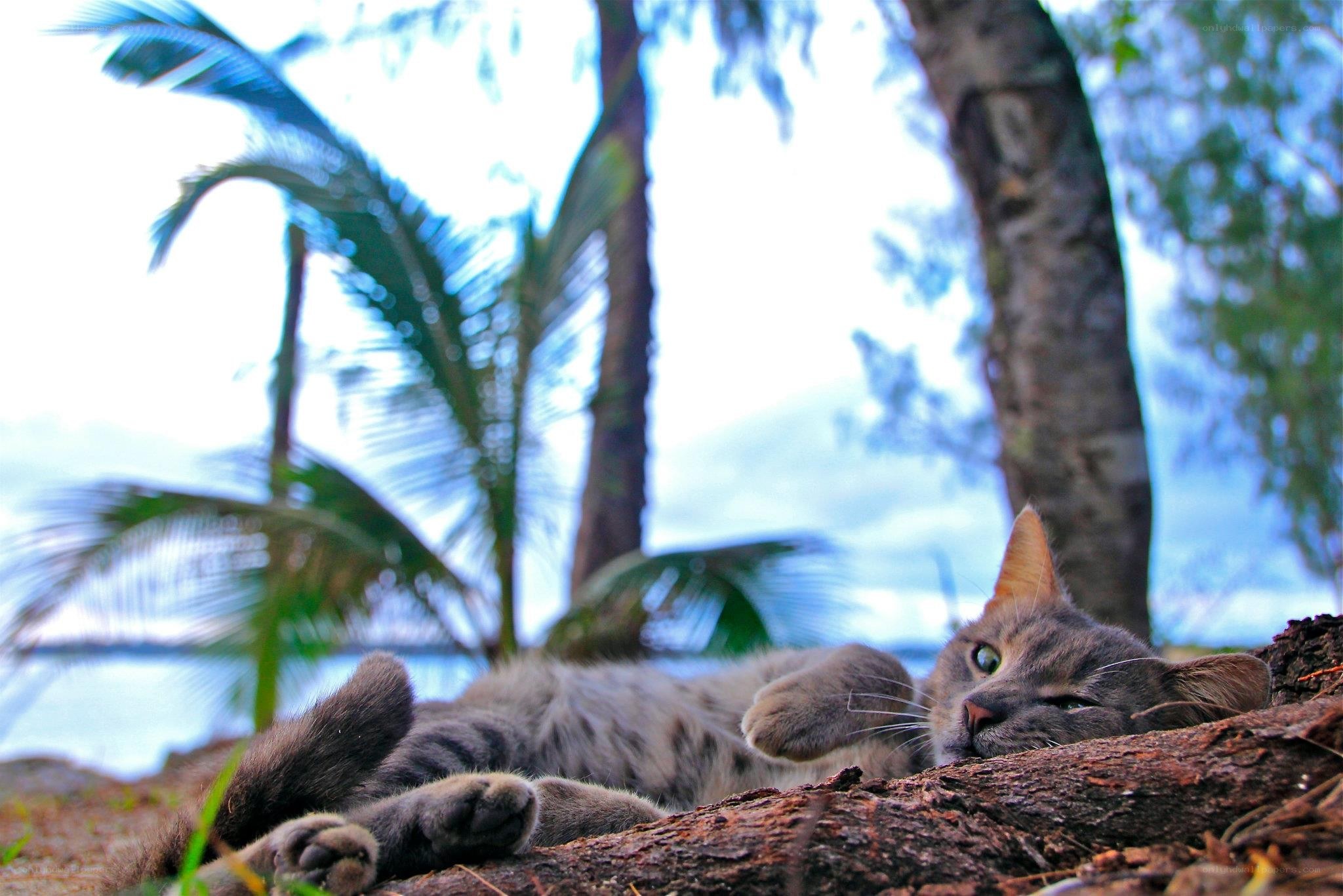cat resting on a log