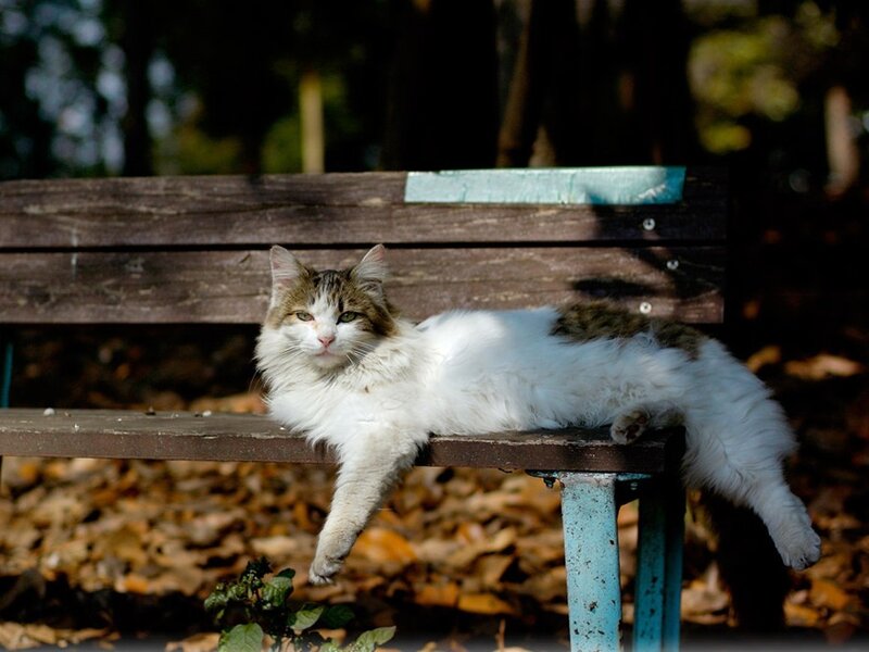 Cat resting on a park bench
