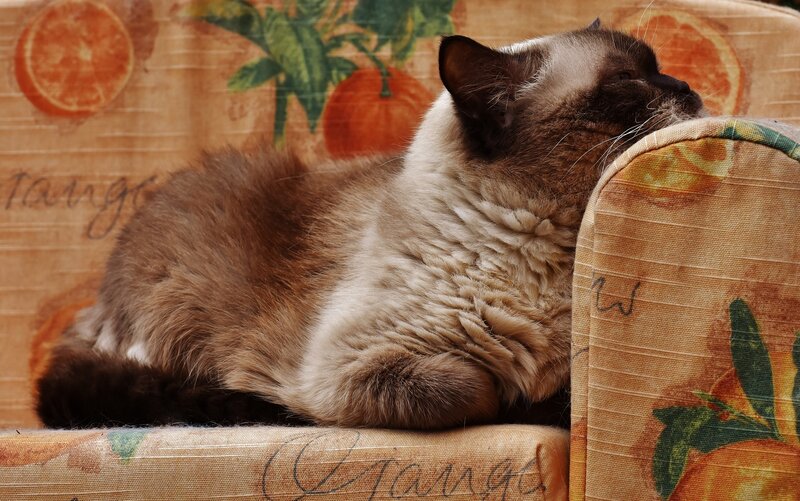 Cat resting on a patterned couch