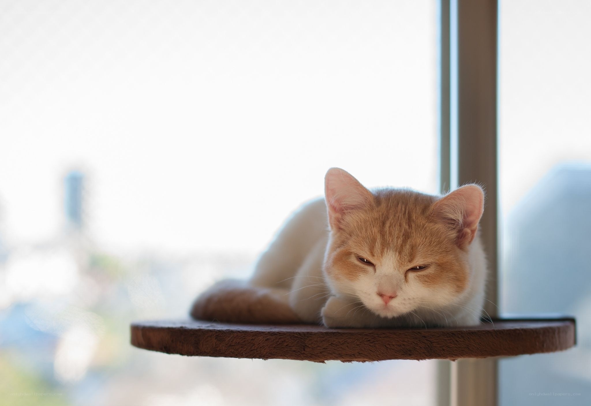 Cat resting on a perch