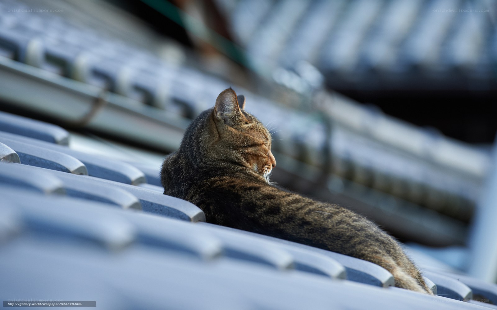 Cat resting on a roof