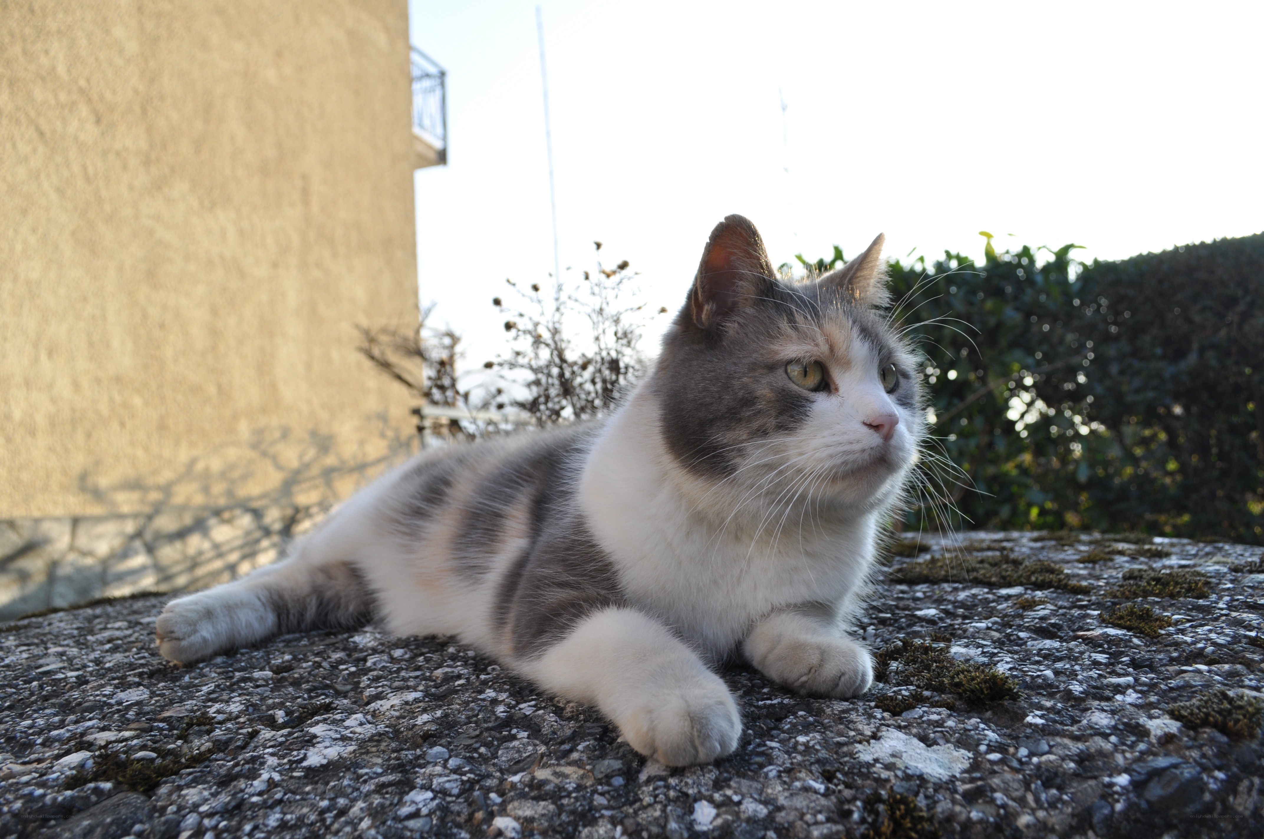 cat resting on a stone wall