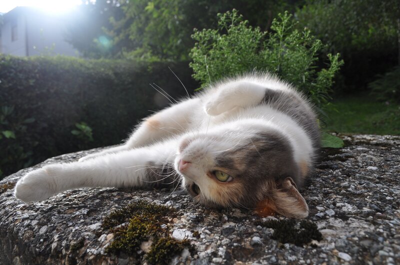 cat resting on a stone wall