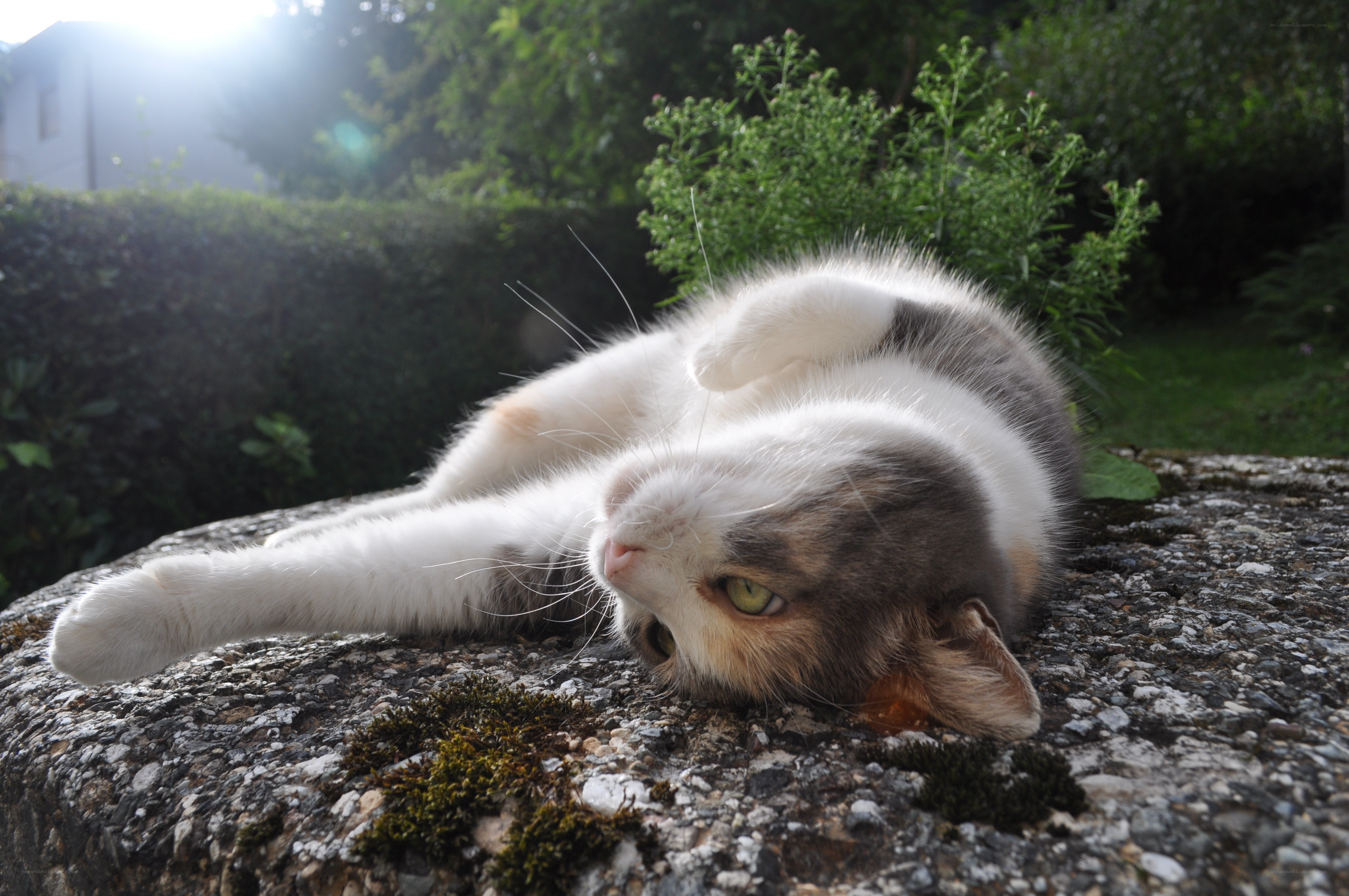 cat resting on a stone wall