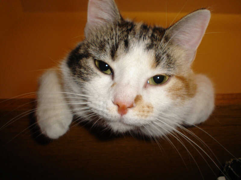 cat resting on a surface
