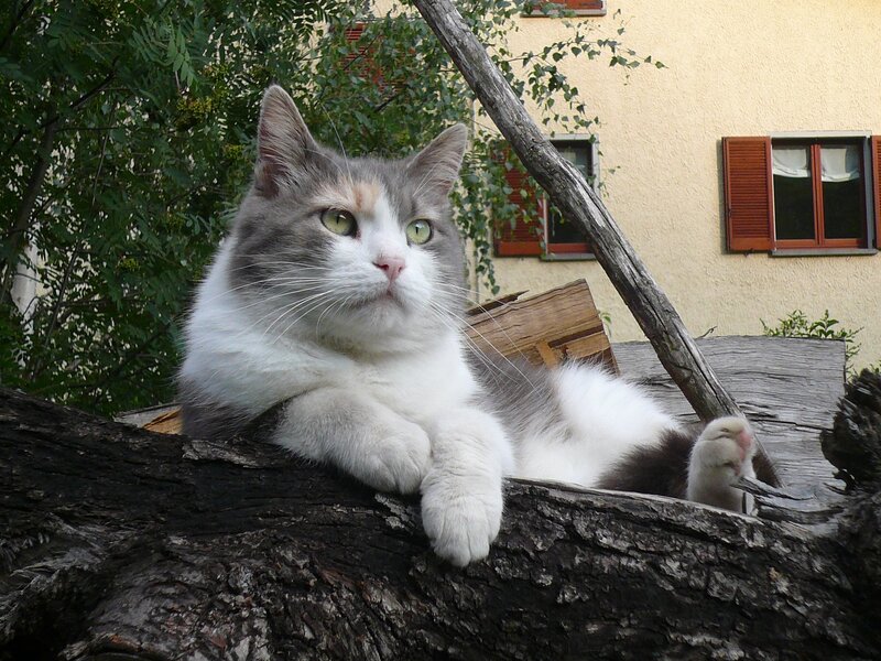 cat resting on a tree branch
