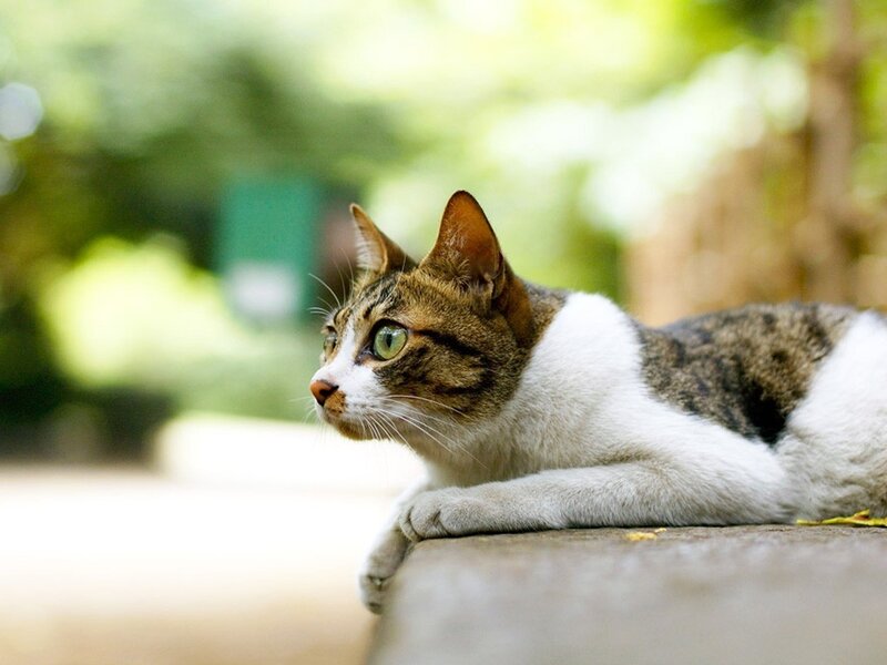 cat resting on a wall