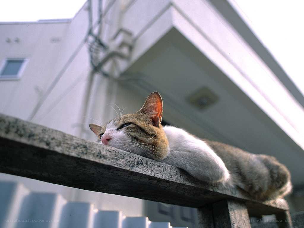 Cat resting on a wooden beam