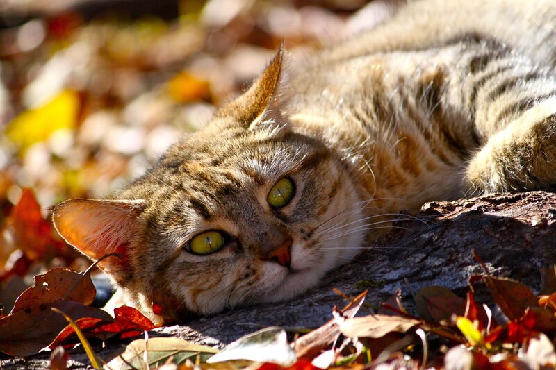 cat resting on autumn leaves
