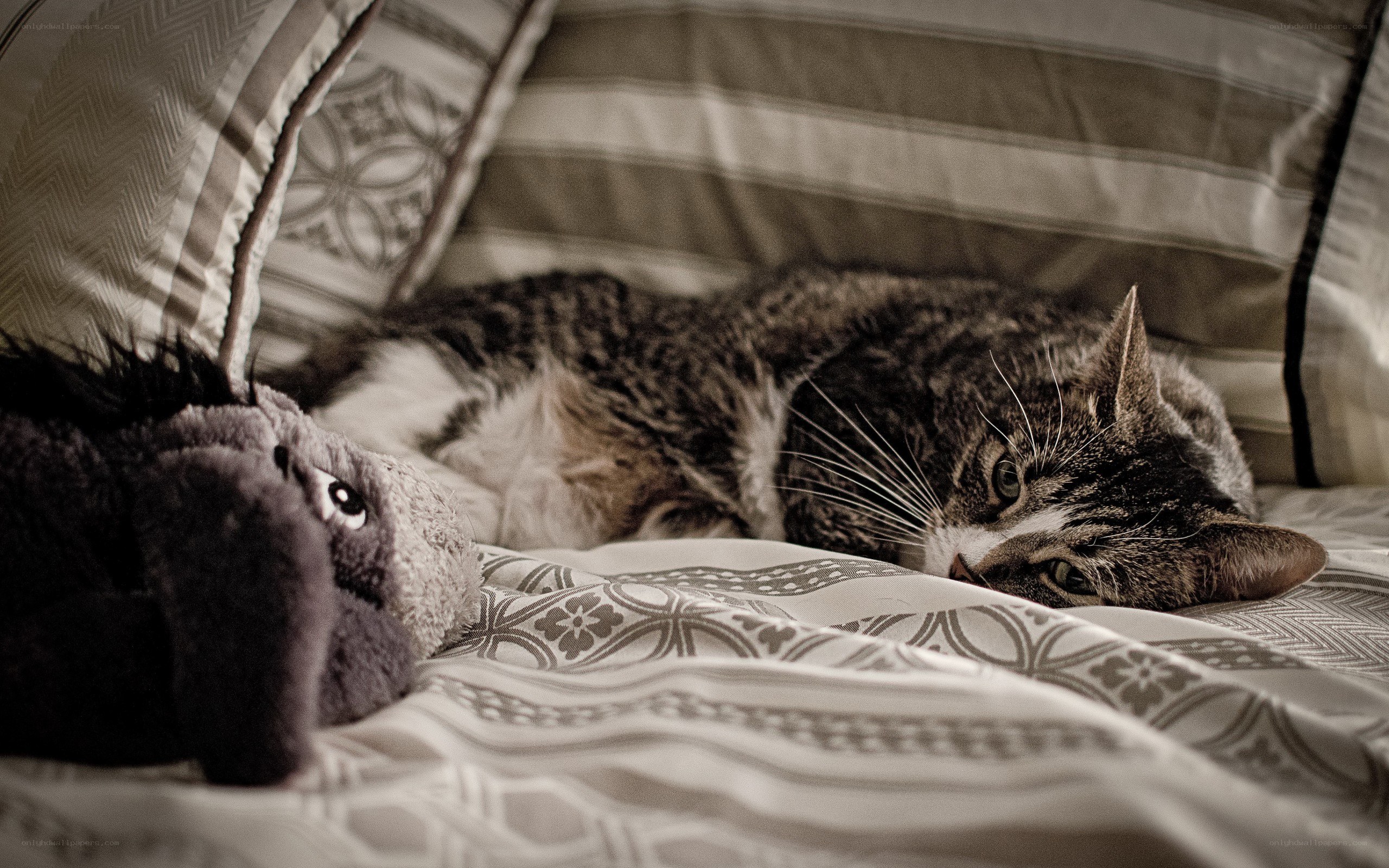 cat resting on bed with toy