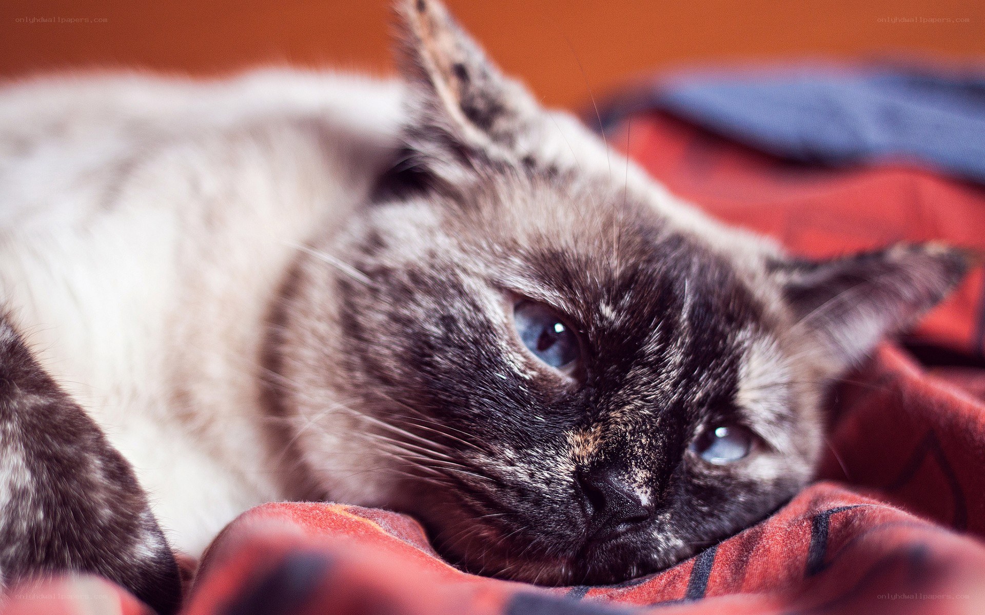 cat resting on blanket