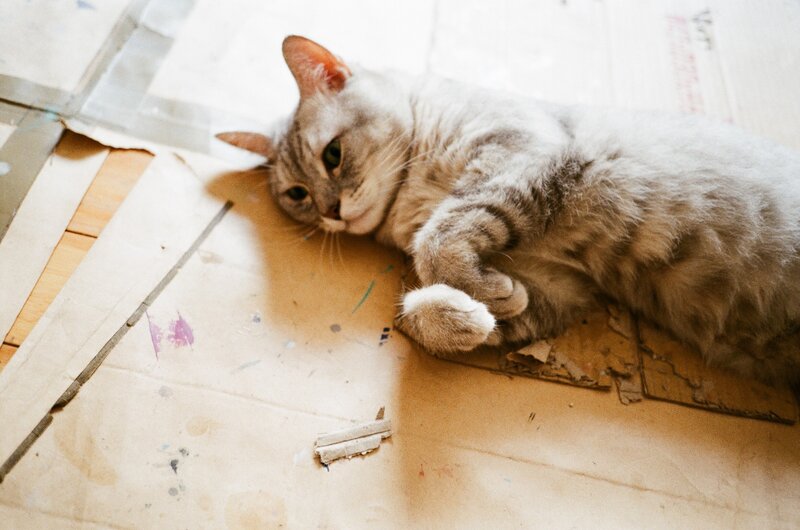 cat resting on cardboard
