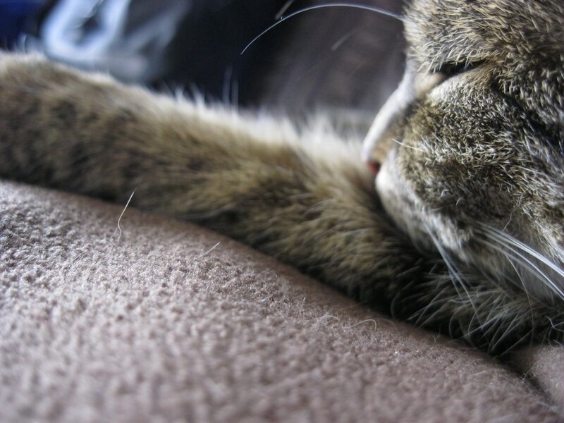 cat resting on carpet