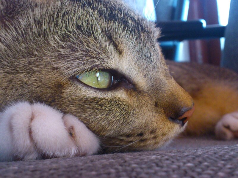 cat resting on carpet