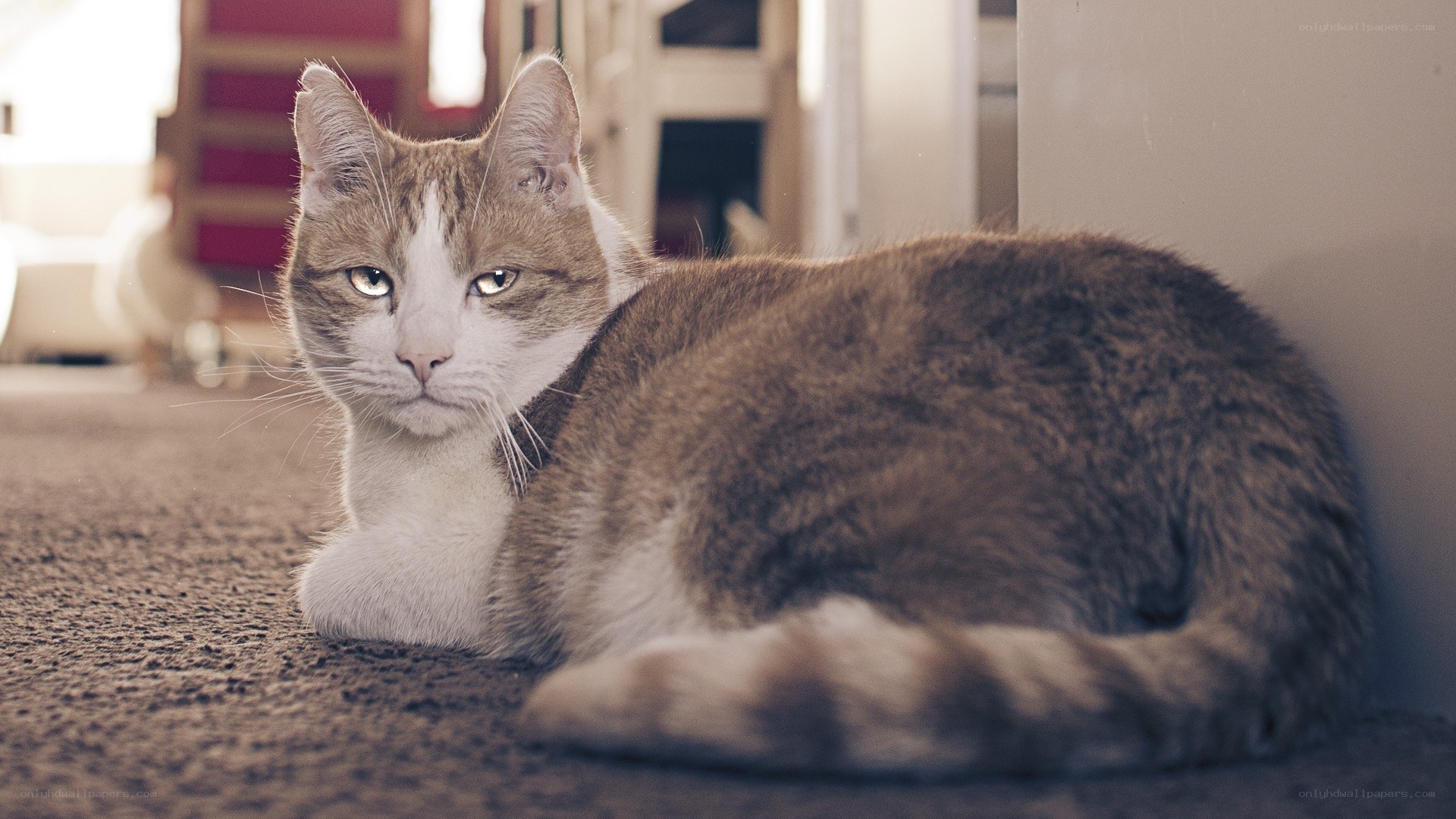 cat resting on carpet