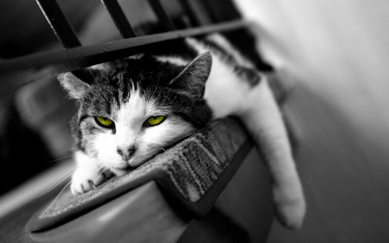 Cat Resting on Chair — Black