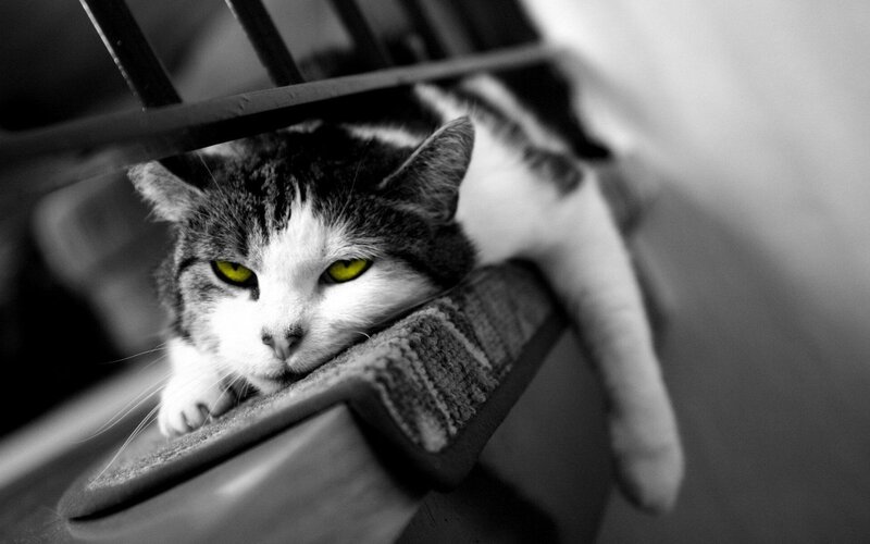 Cat Resting on Chair