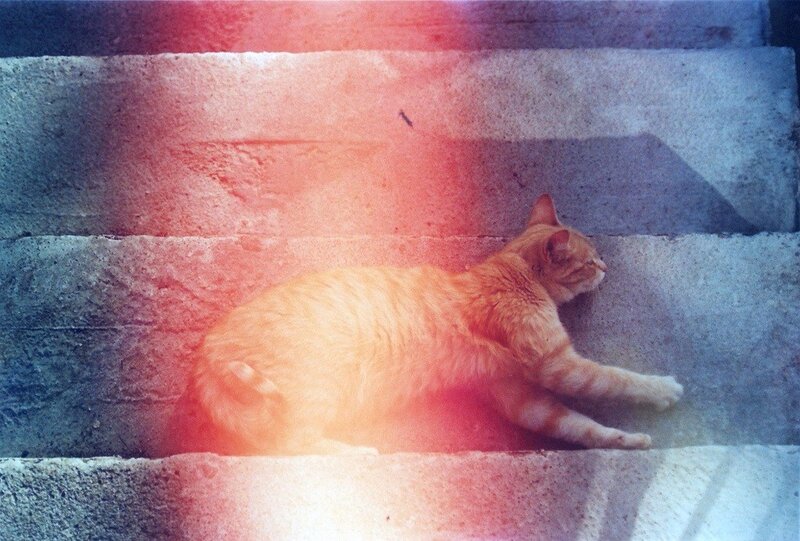 cat resting on concrete steps