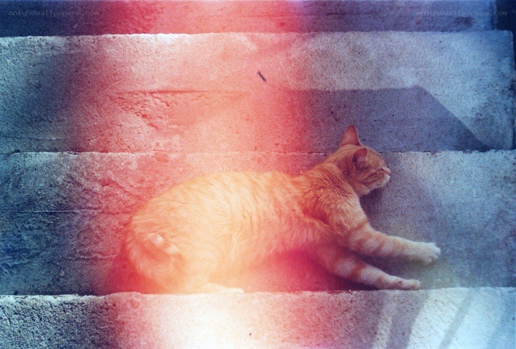 cat resting on concrete steps