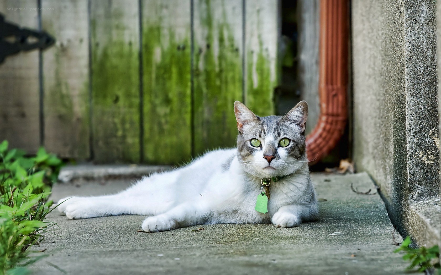 cat resting on concrete