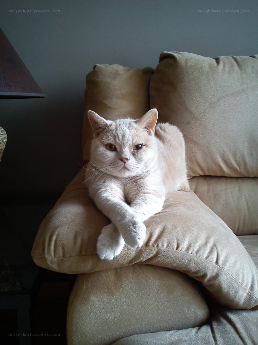 cat resting on couch