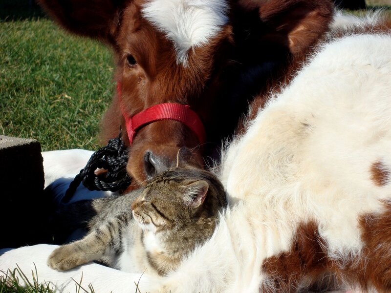 Cat Resting on Cow