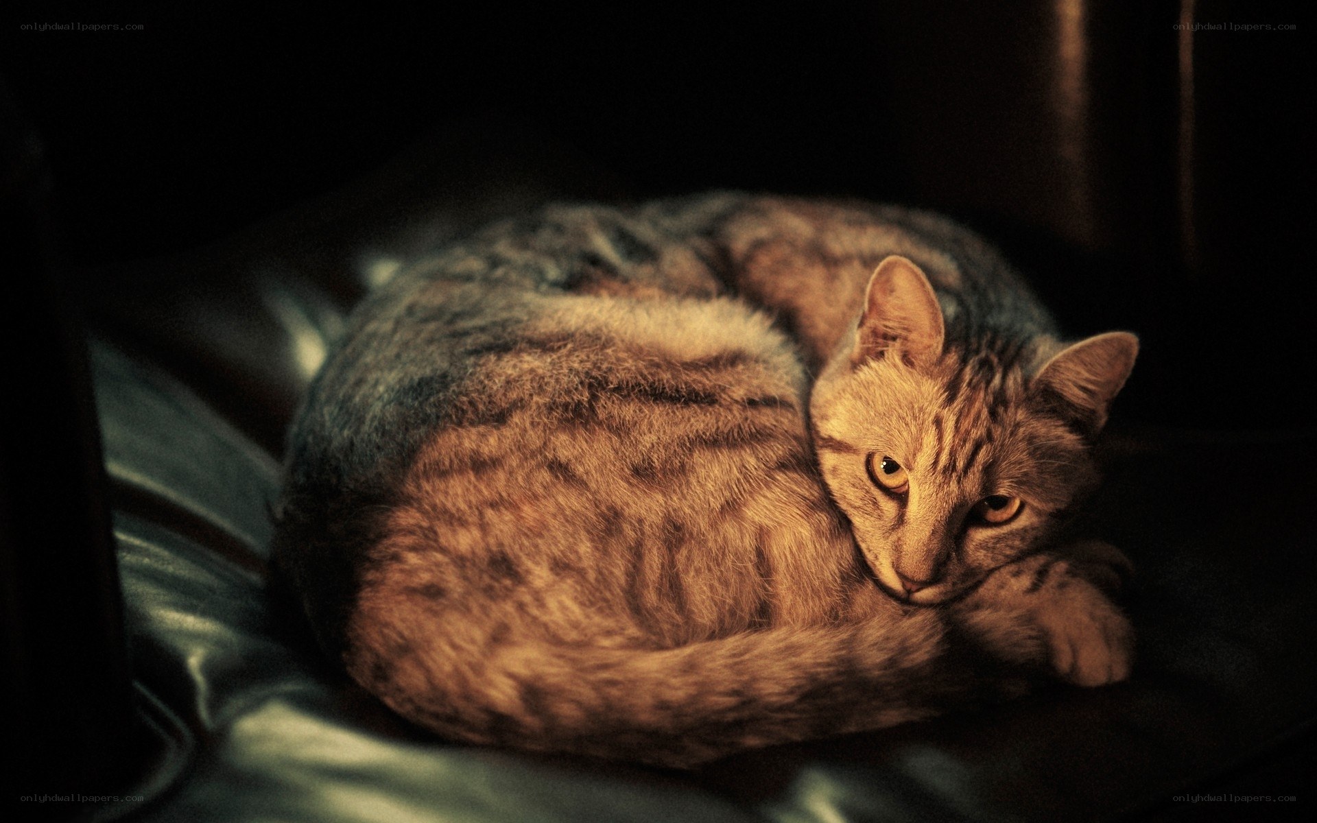 cat resting on dark surface
