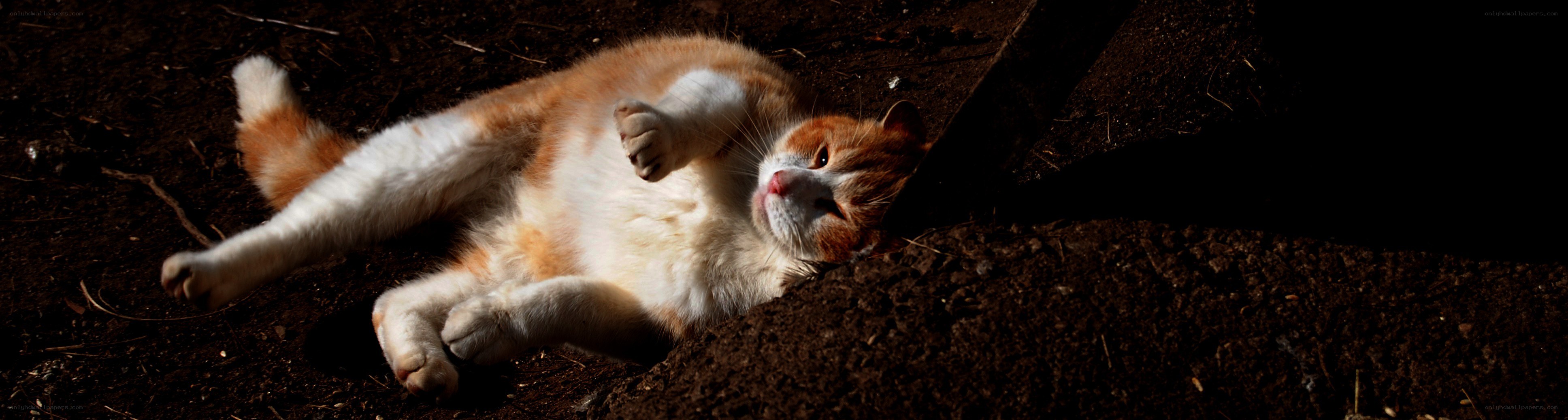 cat resting on dirt