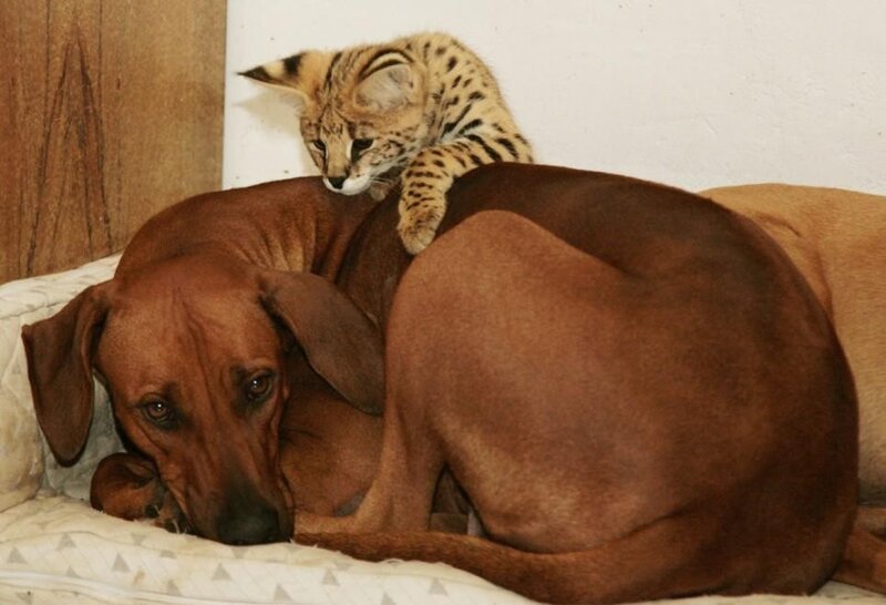 cat resting on dog