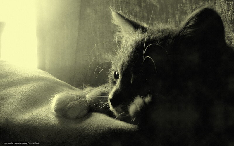 Cat Resting on Fabric — Black