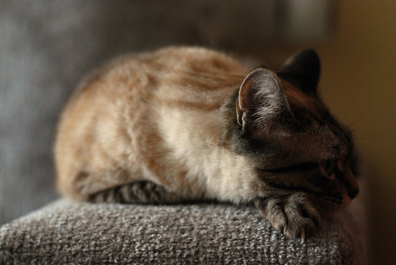Cat Resting on Fabric