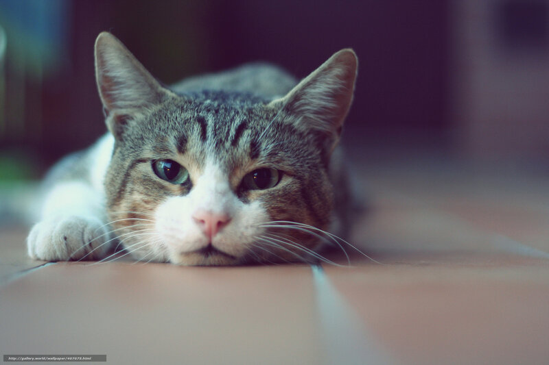 cat resting on floor