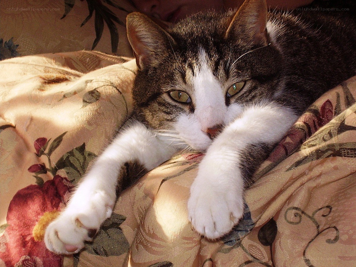 cat resting on floral blanket