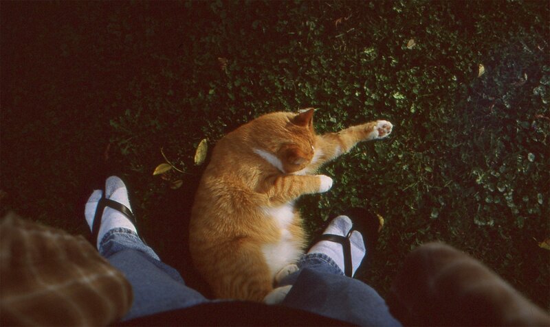 cat resting on grass