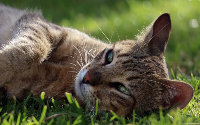 cat resting on grass
