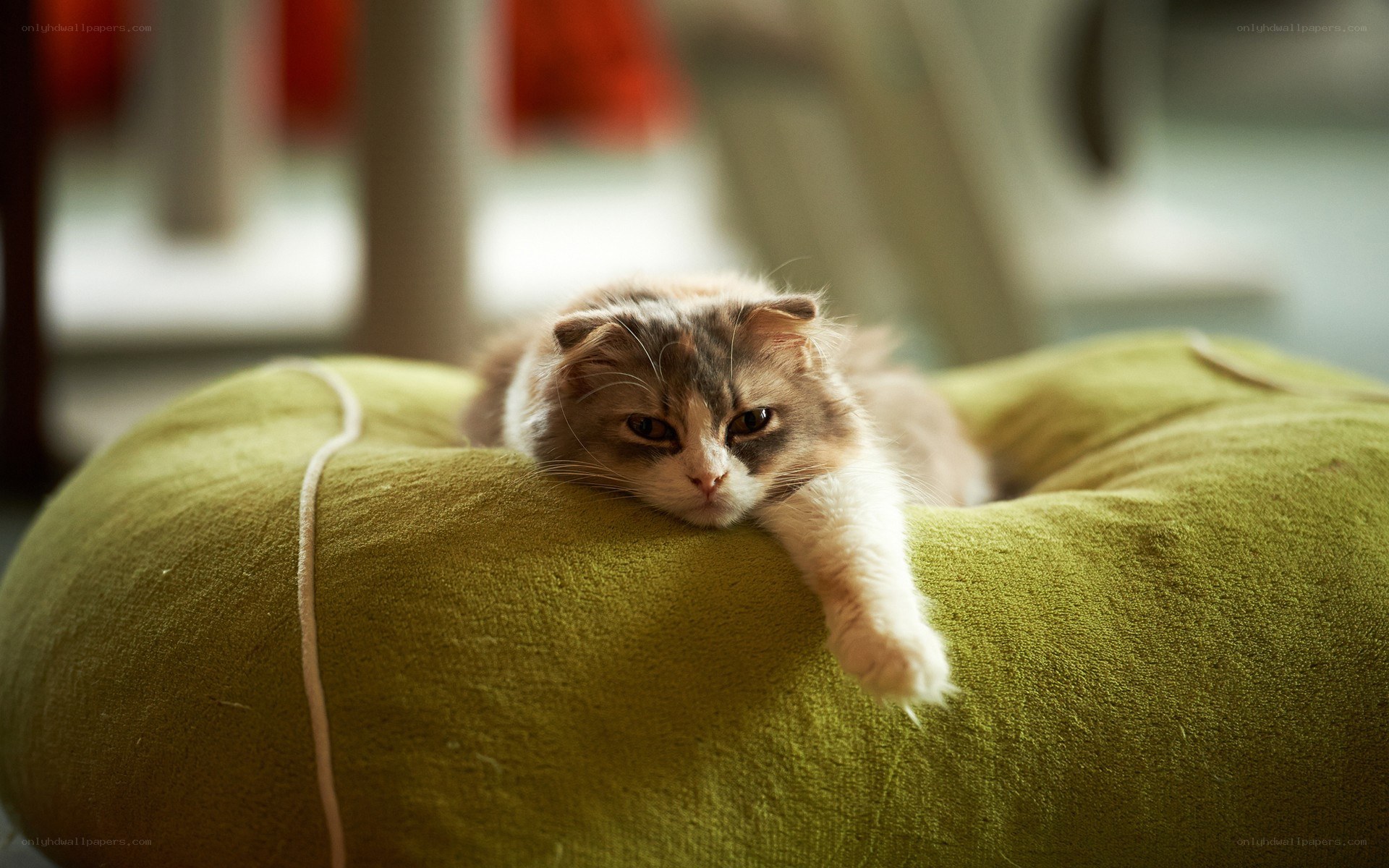 cat resting on green cushion