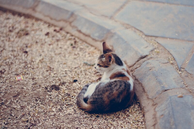 cat resting on ground