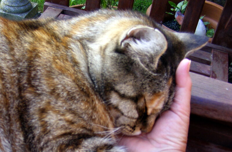 cat resting on hand