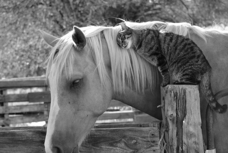 Cat Resting on Horse — Black