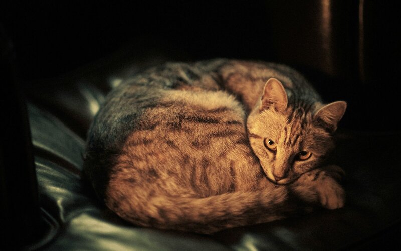 cat resting on leather