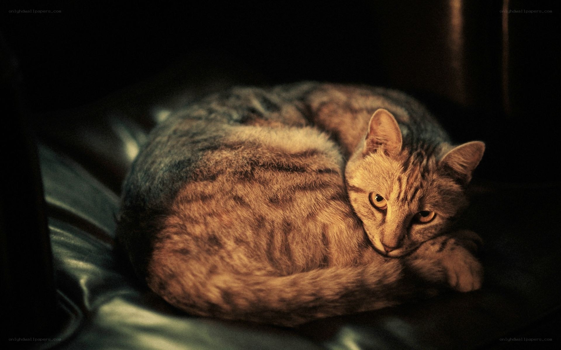 cat resting on leather
