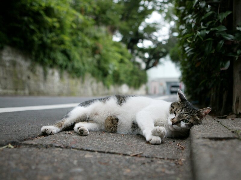 cat resting on pavement