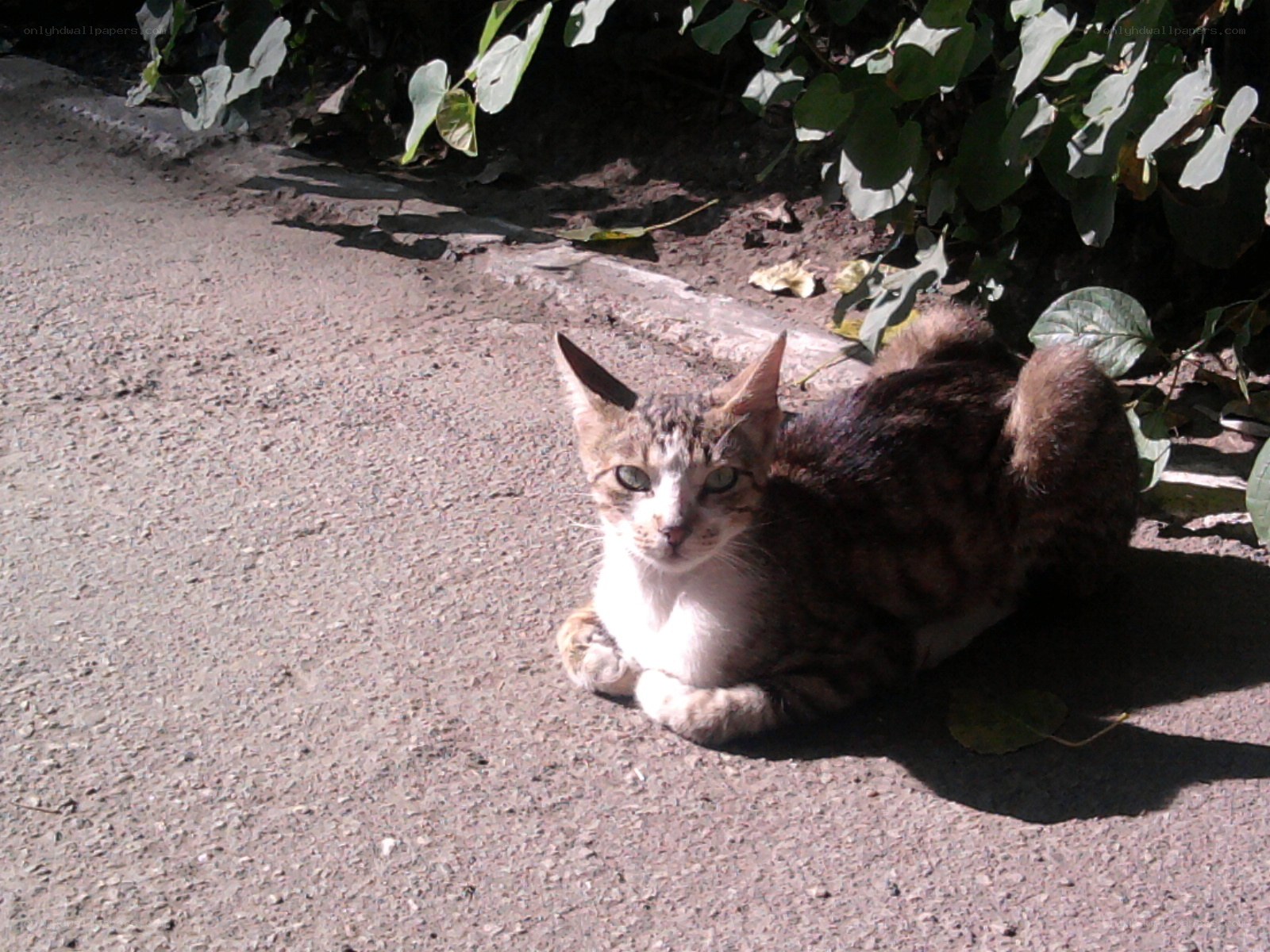 Cat resting on pavement