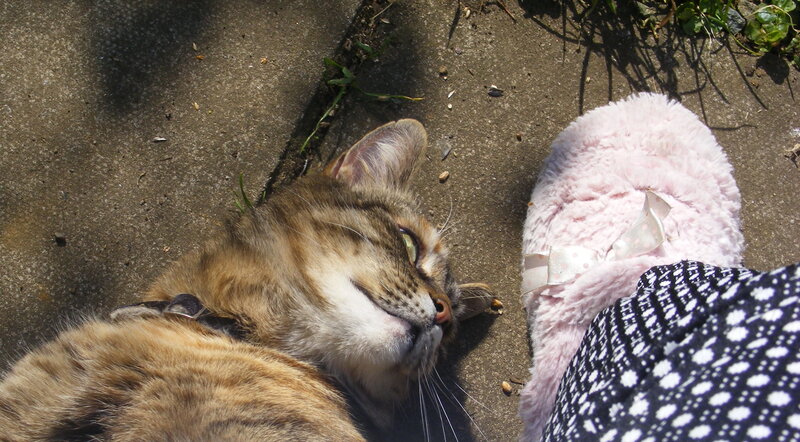 cat resting on pavement