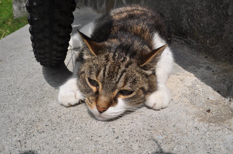 cat resting on pavement