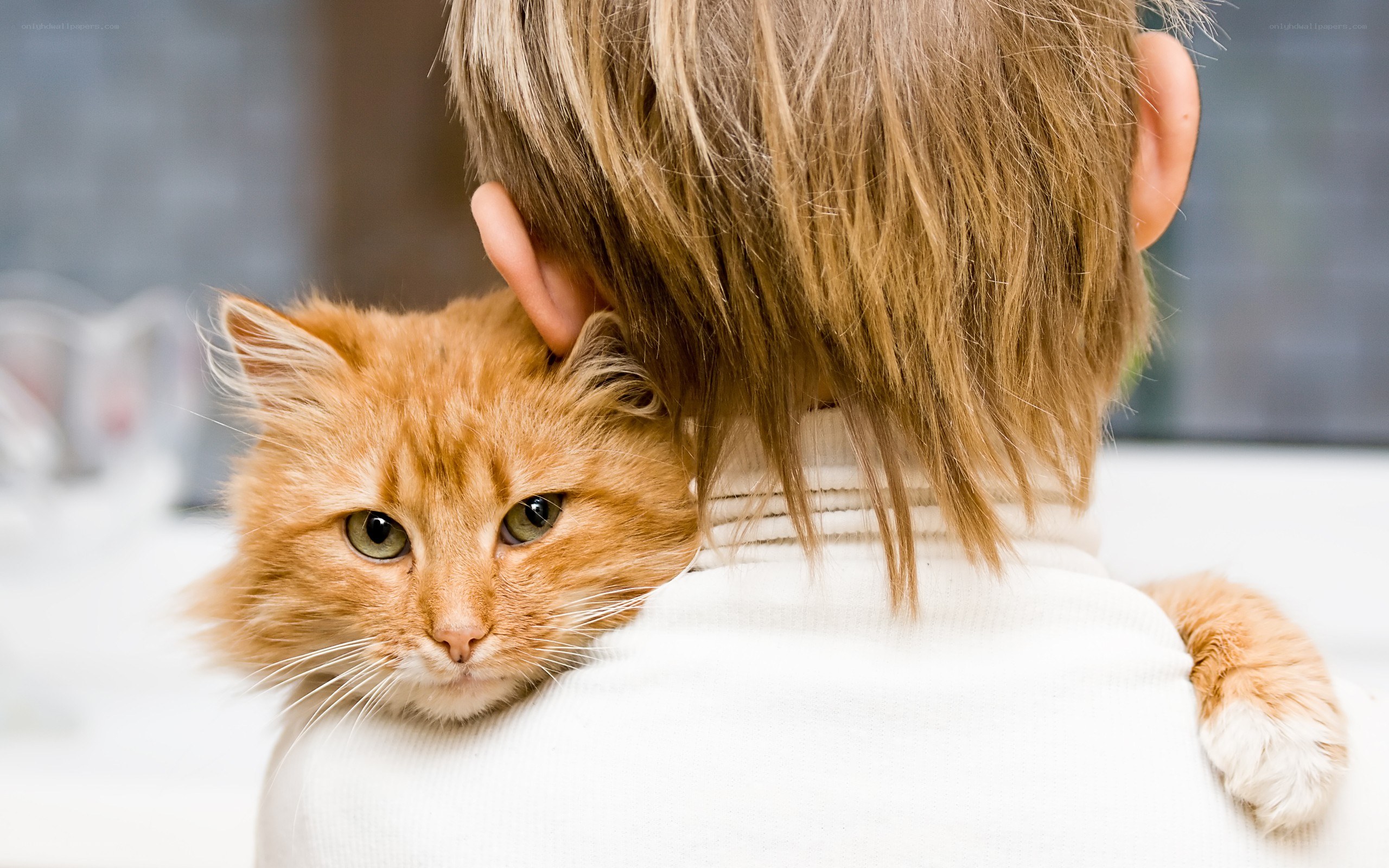 cat resting on person's back
