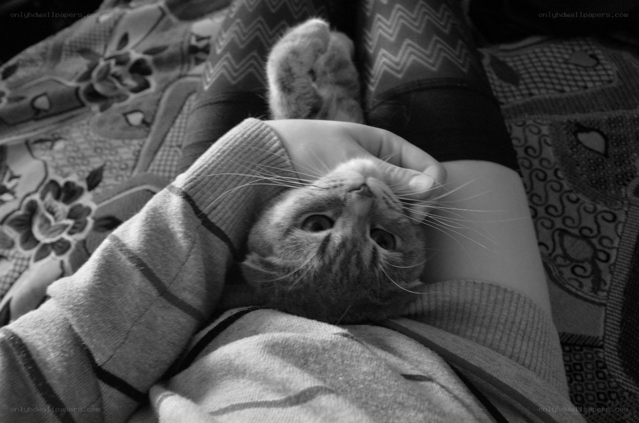 cat resting on person's lap